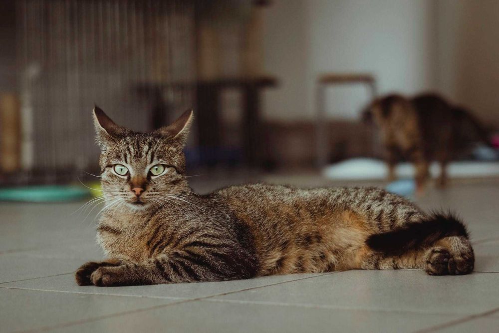 Piękny choć nieśmiały Grafit