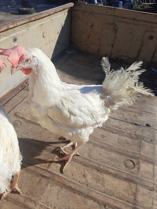 Несушка курочька