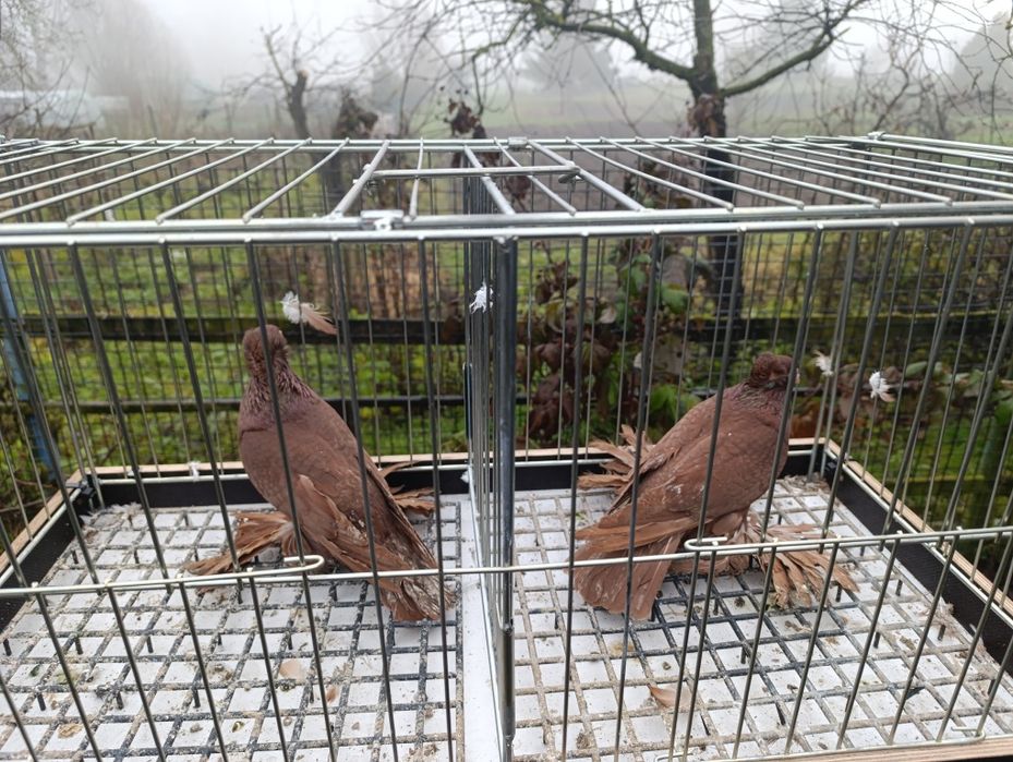 Wywrotki wschodniopruskie  gołębie ptaki