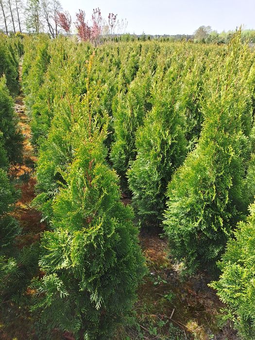 Thuja szmaragd,brabant
