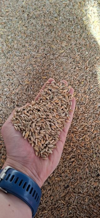 Zboże paszowe, pszenżyto