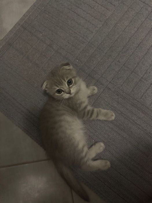 В’язка котів – золота шиншила