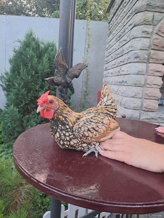 Продам курей породи сибрайт