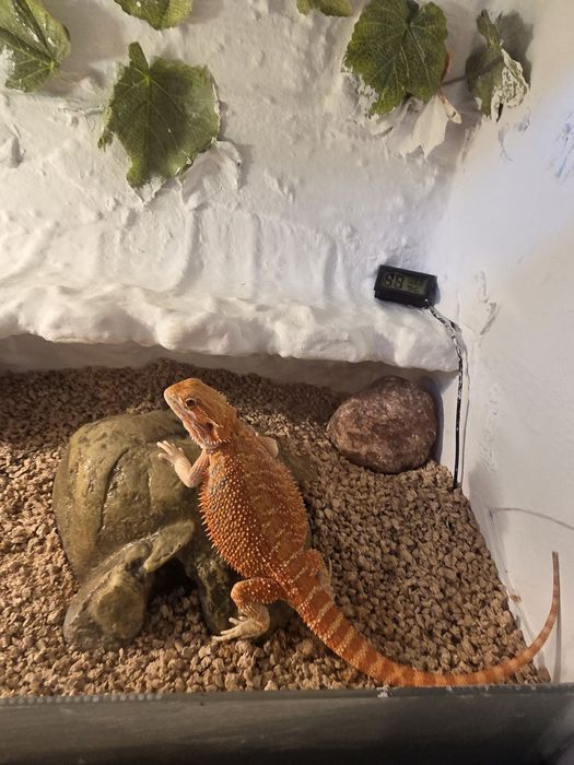 Agama Brodata Red Citrus