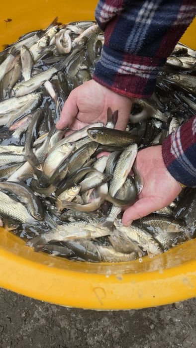 Amur lin karp koi karaś orfa jesiotr sandacz