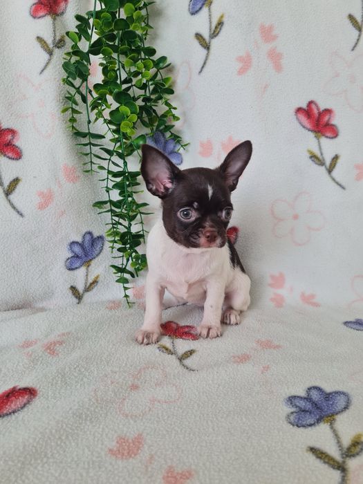 Excecional mini menina Chihuahua/Chiuaua.LinhagemRussa,Qualidade