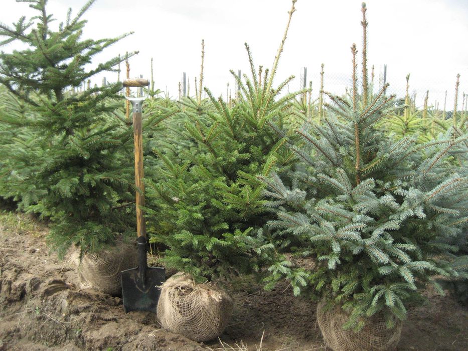 świerk kłujący NIE Pospolity 200cm