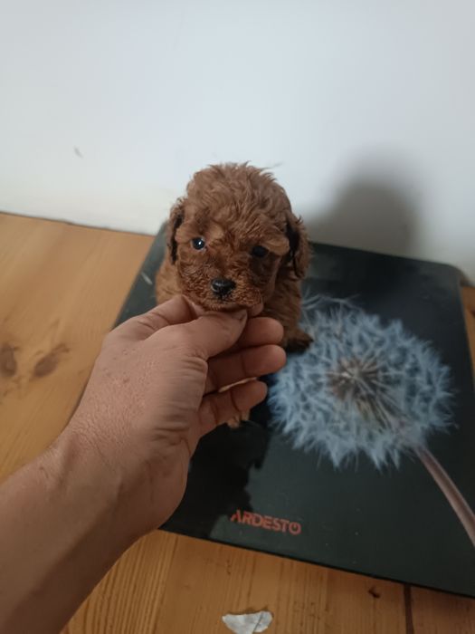 Чудові малюки ВІП клас в кольорі Ред Браун міні. Львів.