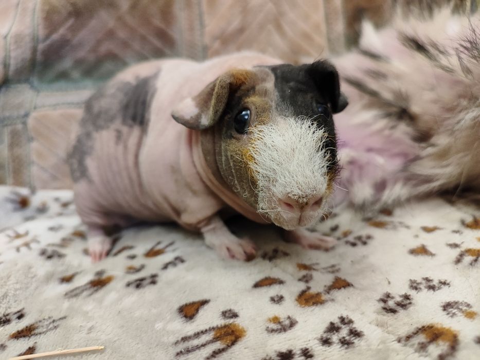 Морська свинка.Дівчата скінні