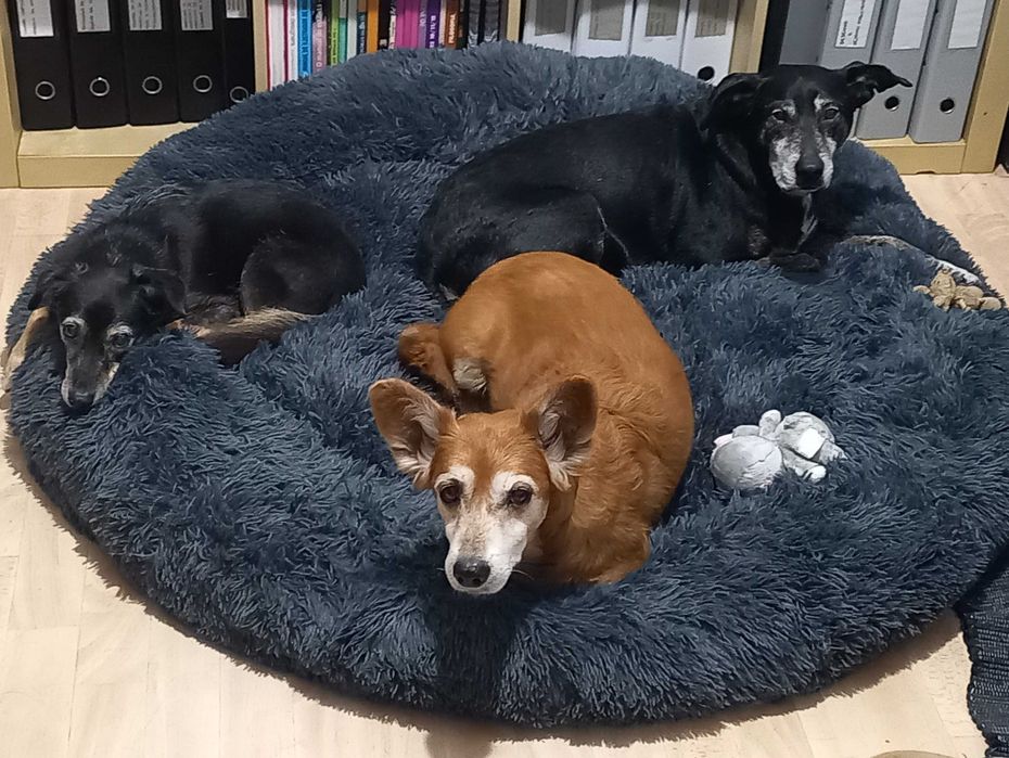 Estadia familiar para cães
