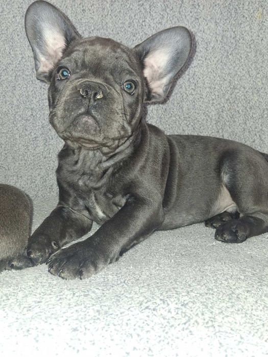 Французький бульдог