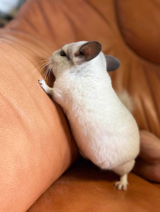 Szynszyl Szynszyla Szynszyle Biały Wilson