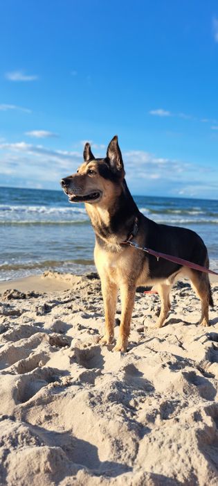 Spragniony miłości Fokus szuka domu po śmierci właścicieli.