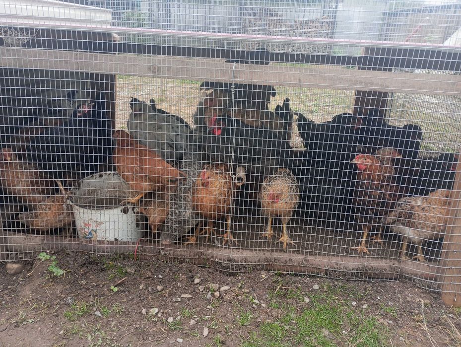 Продам Молоді кури.
