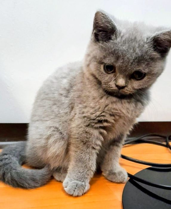 Niebieski kocurek brytyjski GOTOWY DO ODBIORU‼️