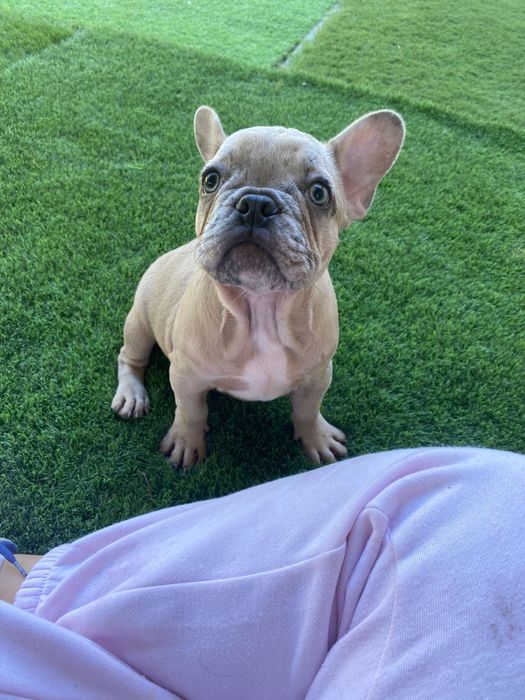 Bulldog Francês fêmea merle