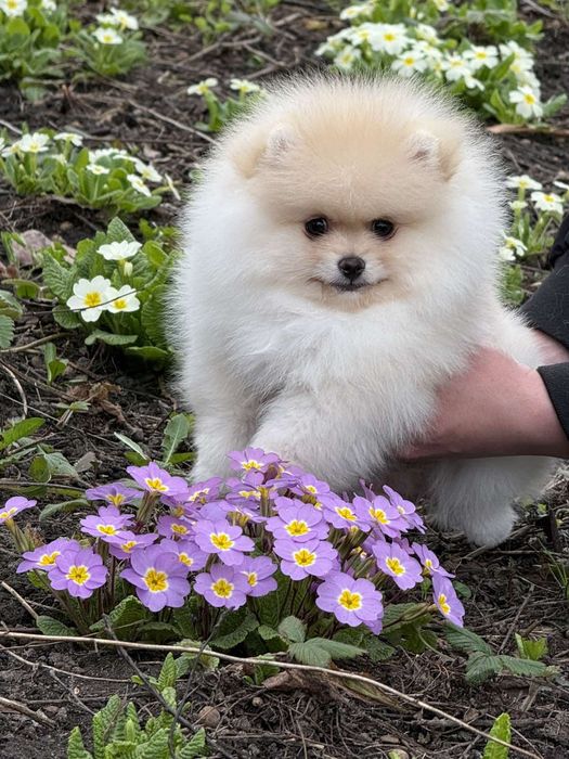 Дві дівчинки померанського шпіца
