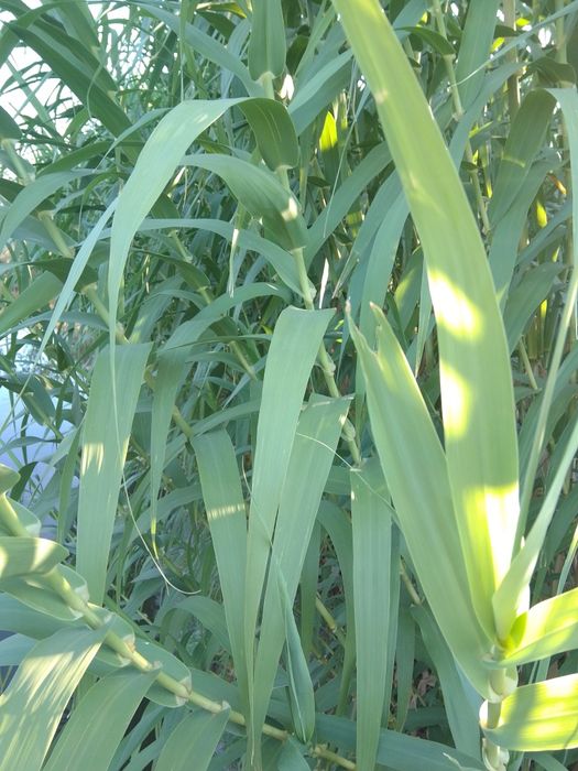 Тростник, бамбук Арундо