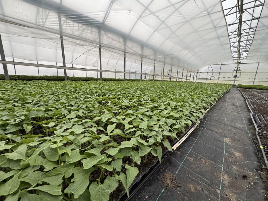 Fasola szparagowa sadzonka rozsada