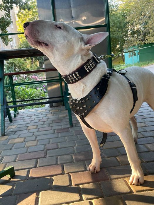 Бультерьер для вязки