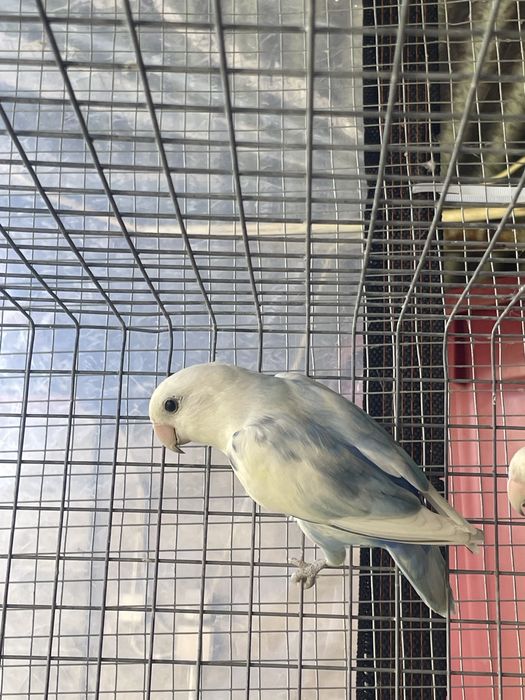 agapornis roseicollis macho