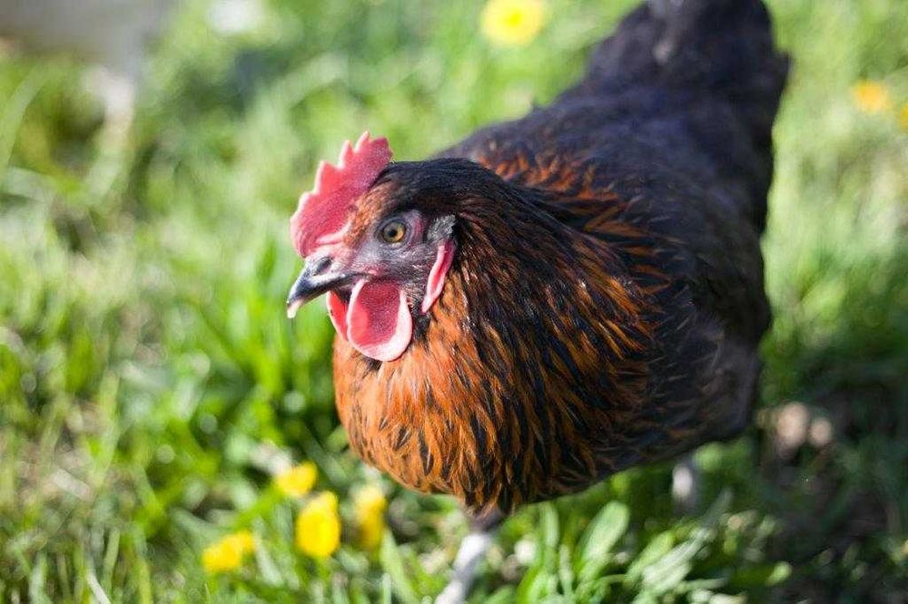 Kura kokoszka nioska Rosa na wybieg odchowana  dowóz na miejsce Gratis