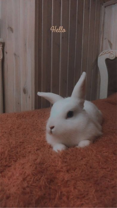 Кольоровий кролик