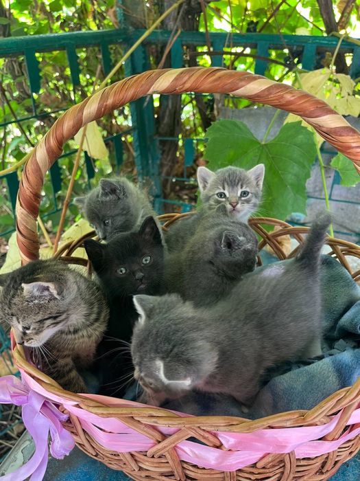 Котики муркотики