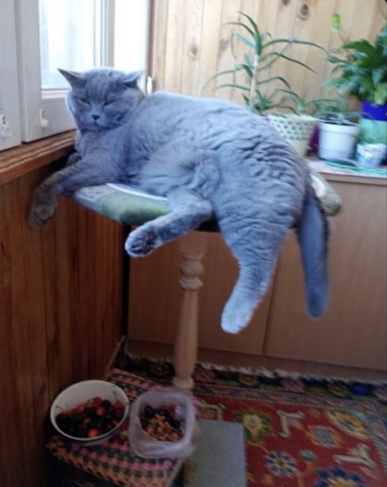 Віддамо кота в гарні руки