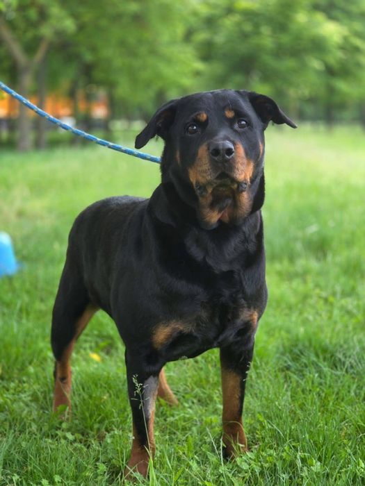 Carna-suczka w typie rottwailera-potrzebny dom znający specyfike rasy