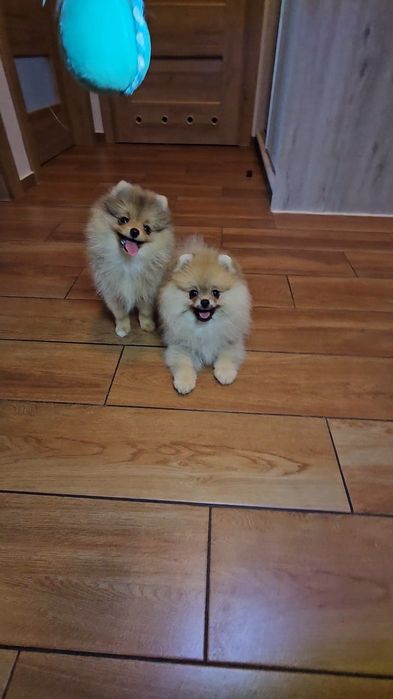 Miś pomeranian 3mc komplet szczepień