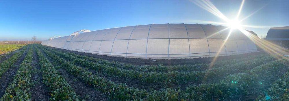 Теплиця 10×50м - вирощуйте овочі круглий рік