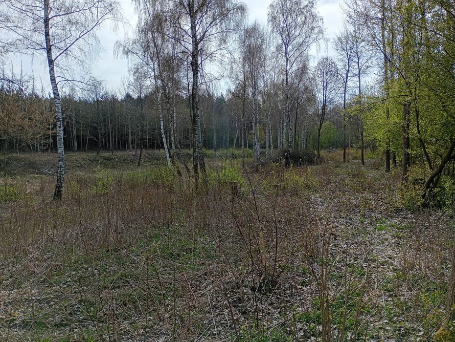 Łąka Bieliki sprzedam