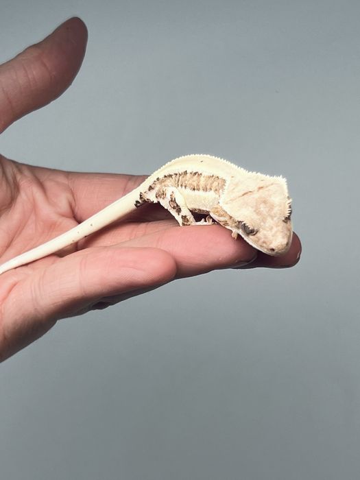 Gekon orzesiony lily white