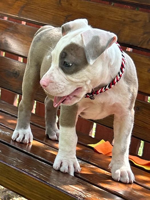 American Staffordshire Terrier