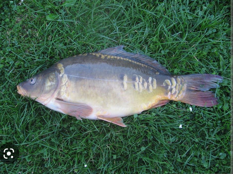 Ryby KARP Handlowy Żywy