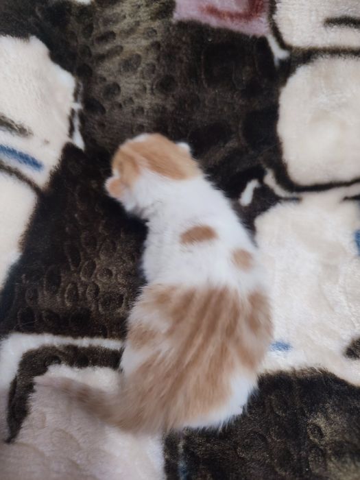 Кошенятко , хлопчик.