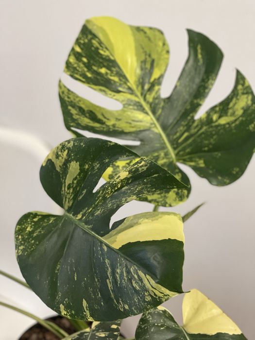 Planta Monstera aurea