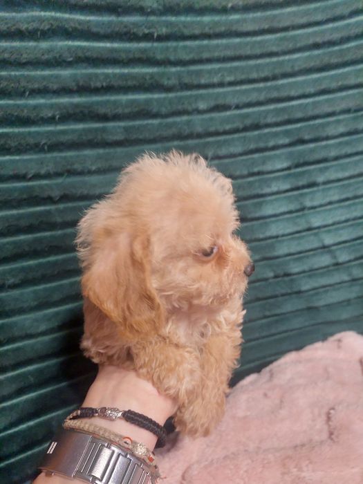 Мальтипу мальчик и девочки