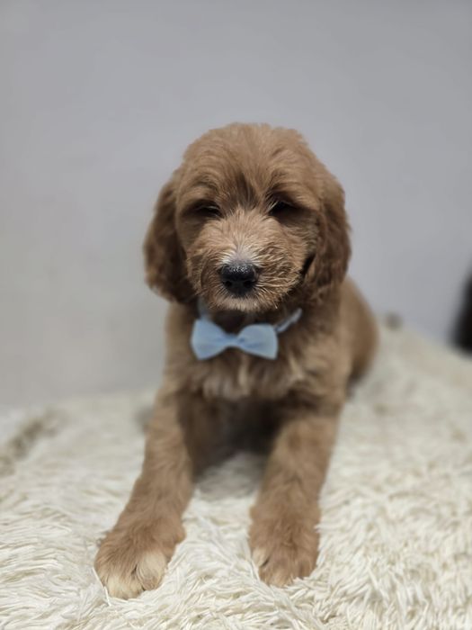 Goldendoodle f1b standard