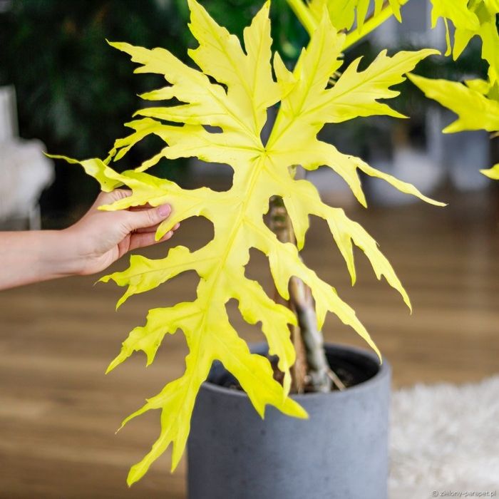 Philodendron warscewiczii Aurea