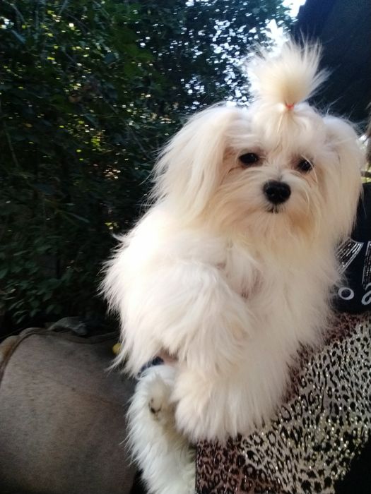 Мальчик мальтези корейские крови