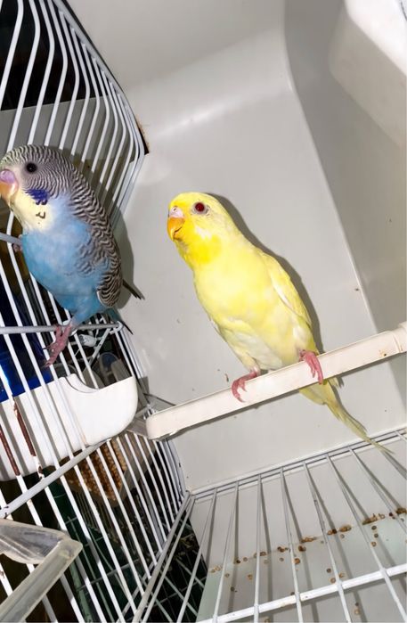 Casal de periquitos