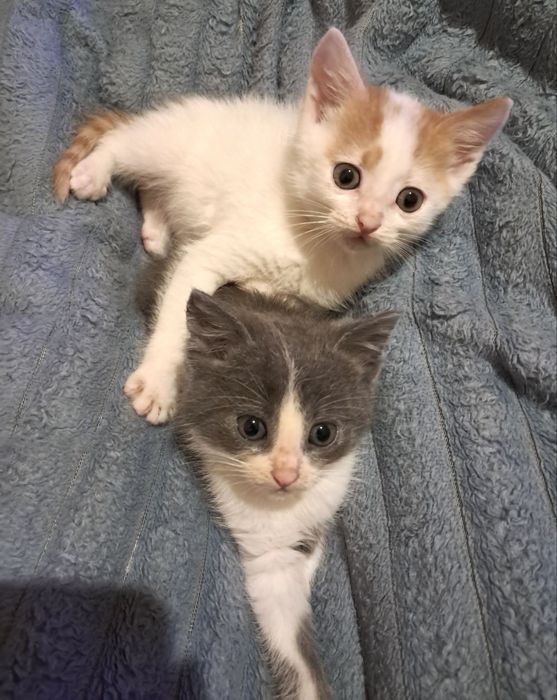 Красивезні кошенята хлопчики шукають люблячі сімʼї, вік 4 міс.