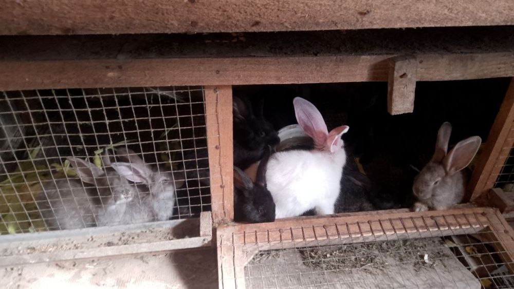 Продам кроленят різного віку