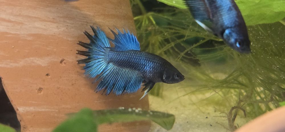 Na sprzedaż młode Bojowniki