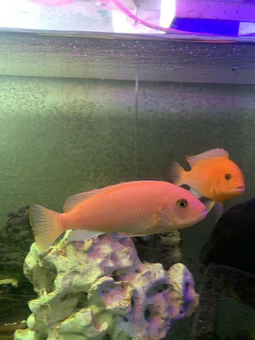 Малавійські цихліди