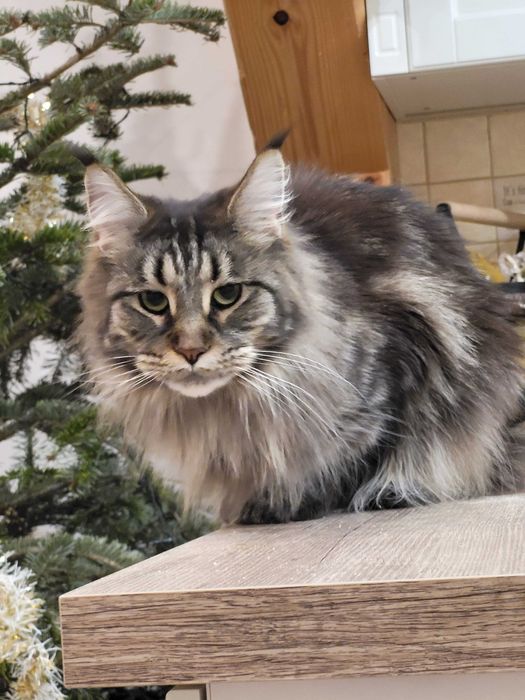 Klopsik kocurek Maine Coon