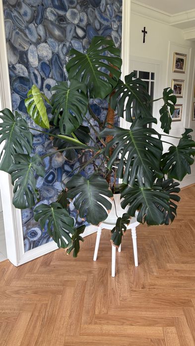 Piękna duża Monstera Deliciosa