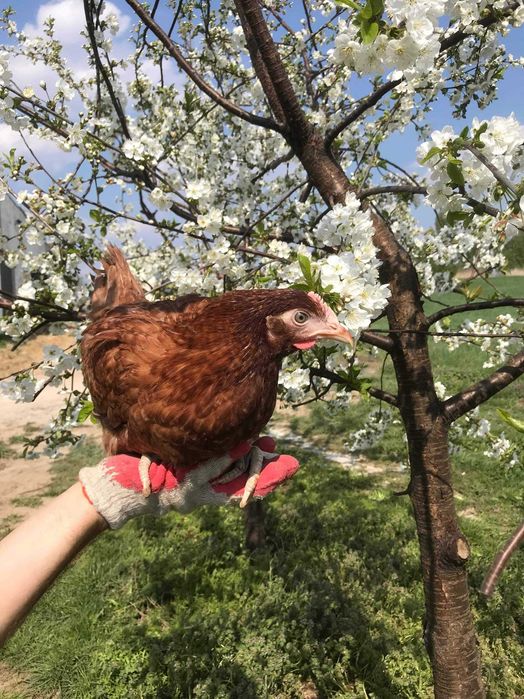 Kury, Kurczęta odchowane - 18 tygodni